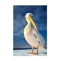 Ale Carfin 'Shy Pelican' Canvas Art