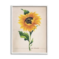 Stupell Industries Single Sunflower Blossom Rod Name Study Page grafička Umjetnost bijeli uokvireni Art