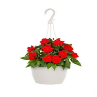 Expert Gardener 6 Crvena Impatiens Viseća Korpa Za Žive Biljke