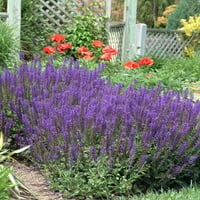 Expert Gardener 2.5 QT Salvia nemerosa 'Majska Noć' višegodišnje žive biljke na otvorenom