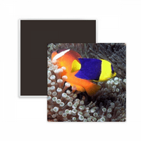 Ocean Anemone Fish Nature Slika Square Cracs Frižider Magnet održava memento