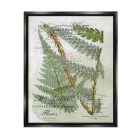 Stupell Vintage Vegetacija Razne Paprati Botaničko-Cvjetno Slikarstvo Crni Plutač Uokvireni Art Print
